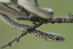 Harmless grass snake